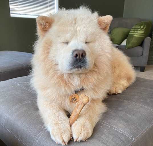 Photo of Stella