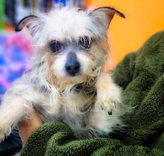 Photo of Pepper