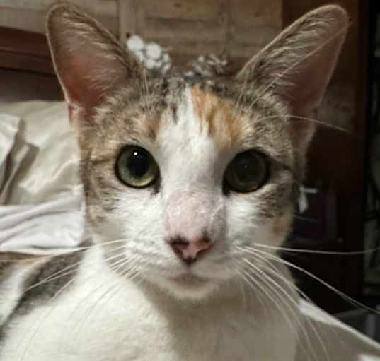 Photo of Rue