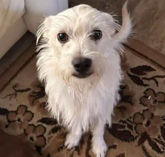 Photo of Nova