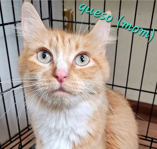 Photo of Queso