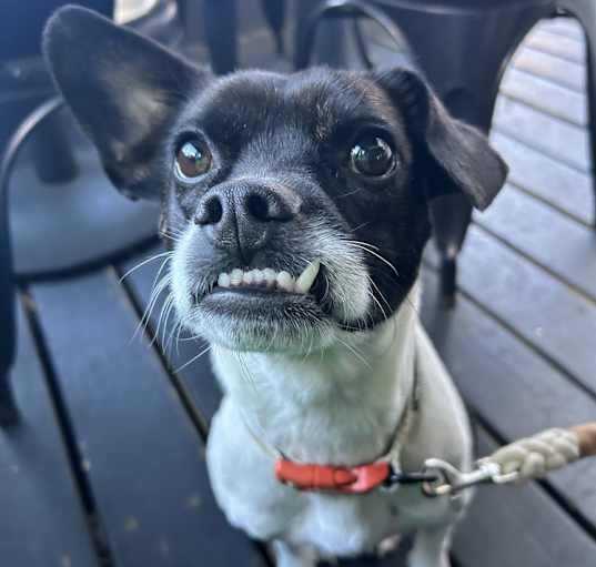 Photo of Frankie