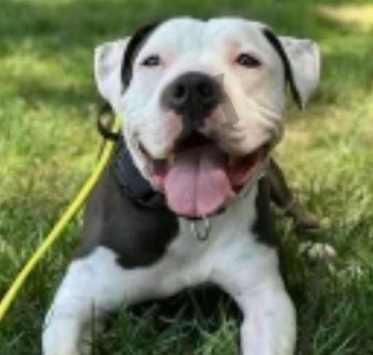 Photo of Rascal