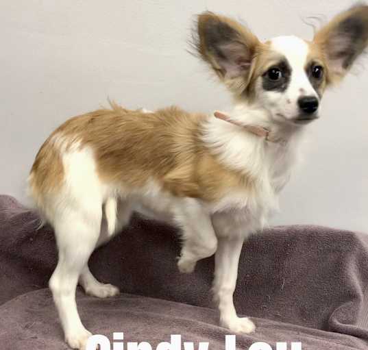 Photo of Cindy Lou