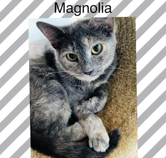 Photo of Magnolia
