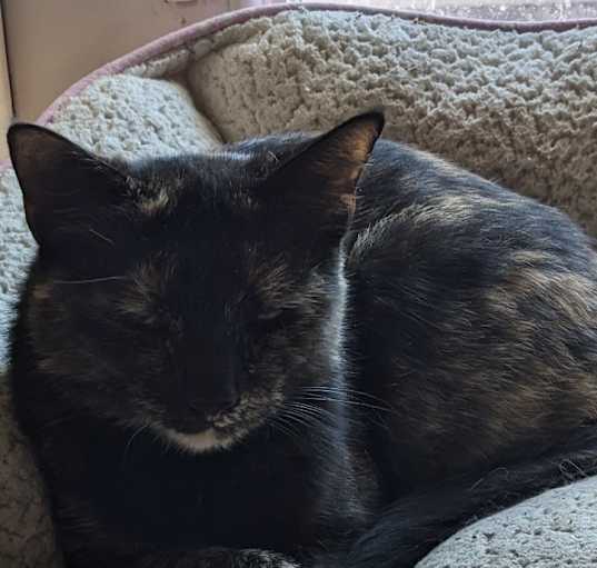 Photo of Jasmine