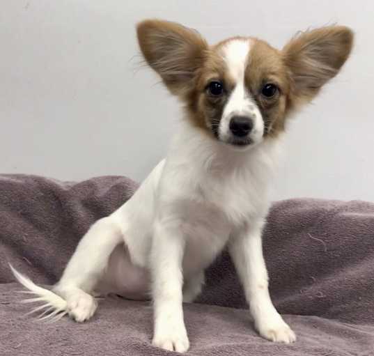 Photo of zuzu