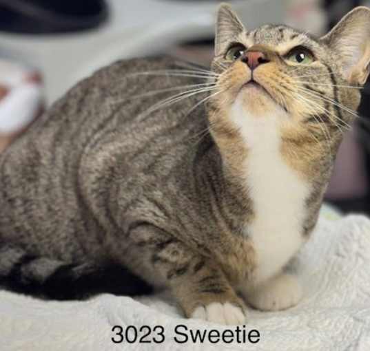 Photo of Sweetie - Center