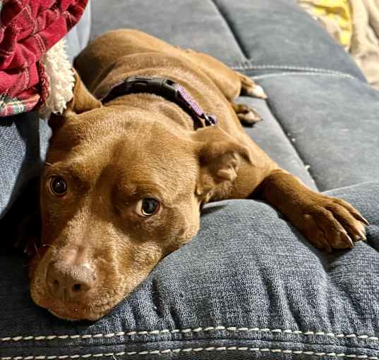 Photo of Penny