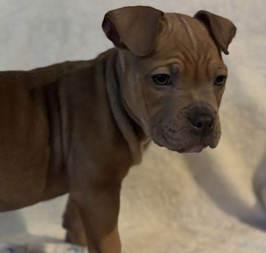 Photo of Zu Litter Halo