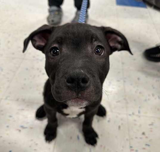 Photo of Zu Litter Hendrix
