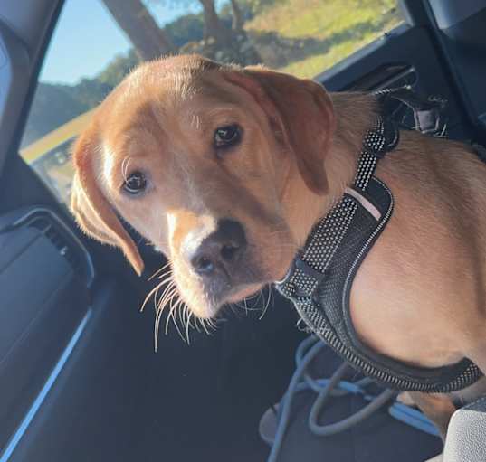 Photo of Colt