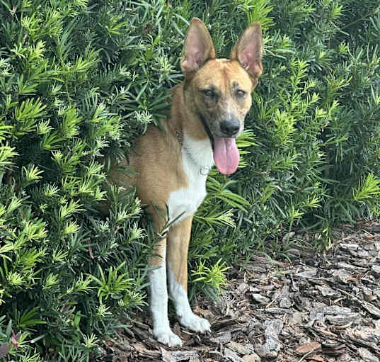 Photo of Hazel
