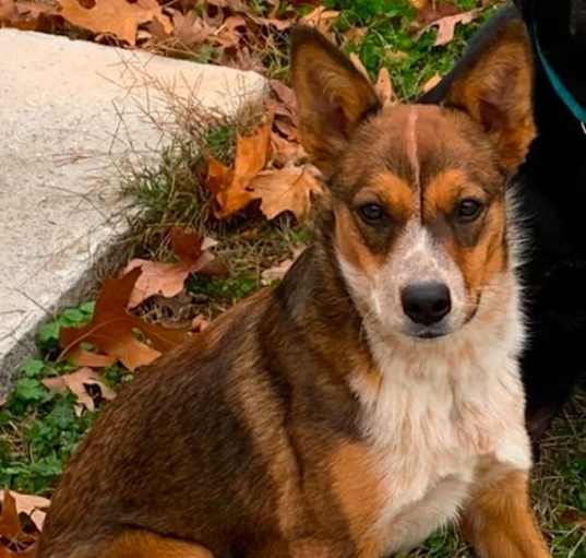 Photo of Nala