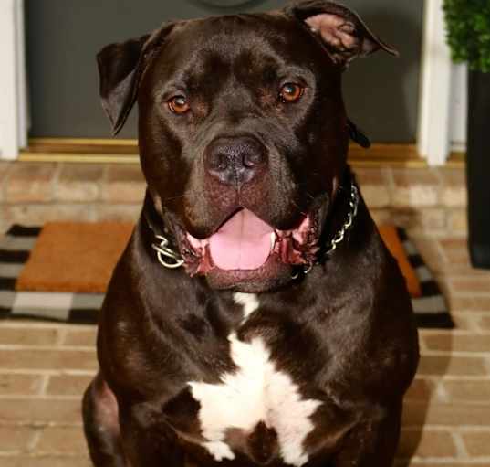 Photo of Simba