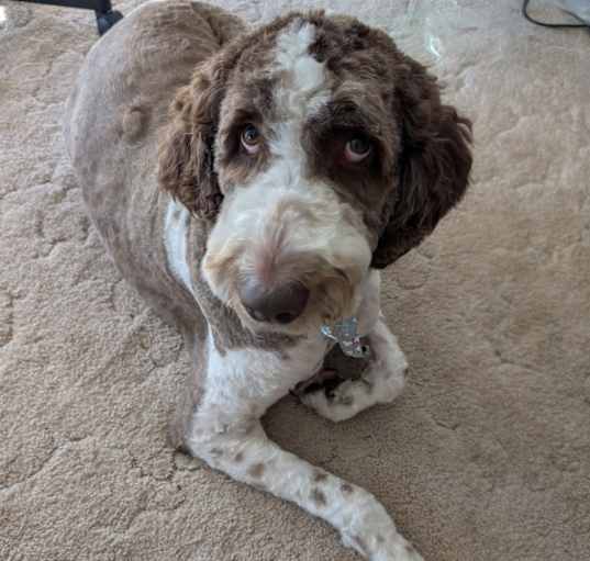 Photo of Oliver