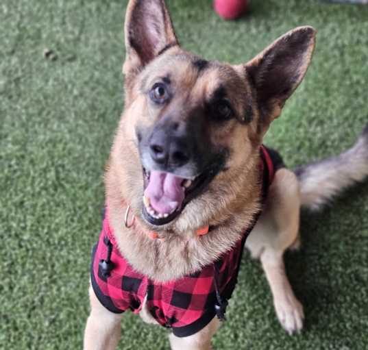 Photo of Romeo