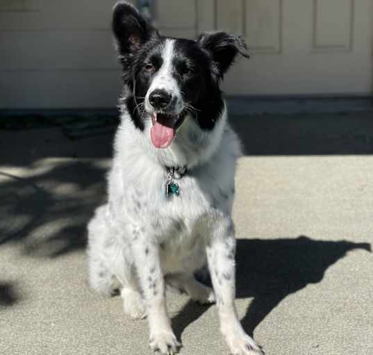 Photo of Luna