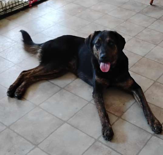 Photo of Chase *Courtesy Listing*
