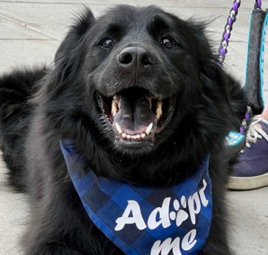Photo of Midnight