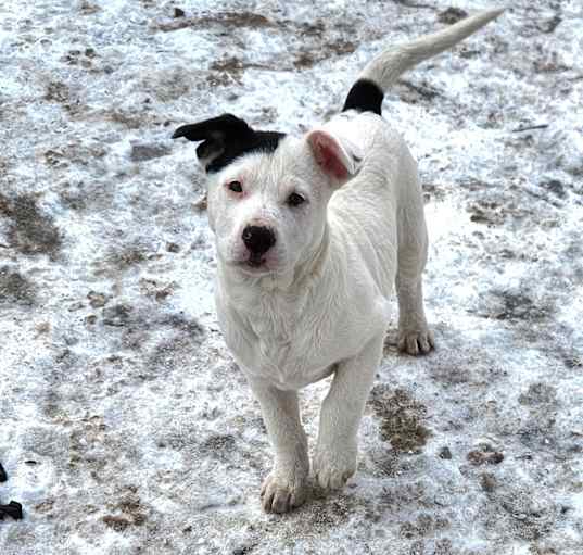 Photo of Snoopy