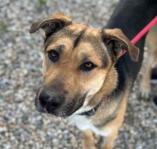 Photo of SCOUT