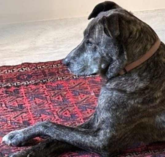 Photo of Phoebe