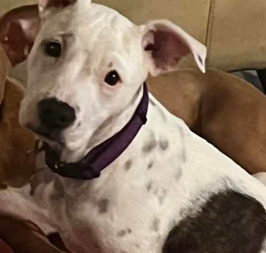 Photo of Bessie