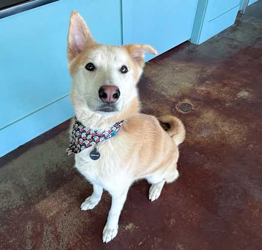 Photo of Balto