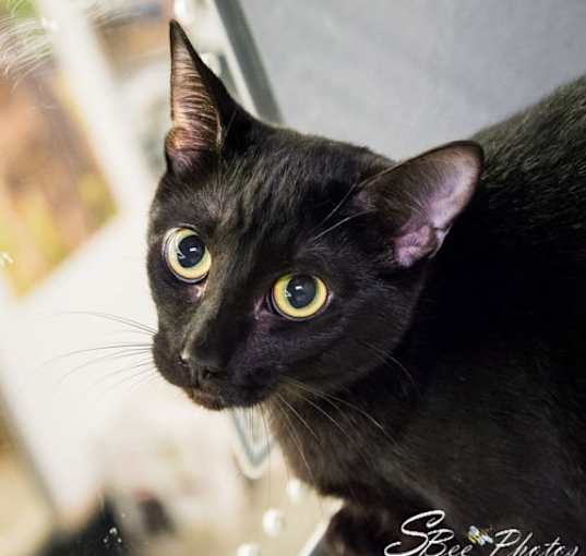 Photo of Smudge