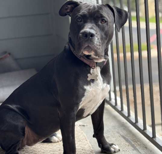 Photo of Goose