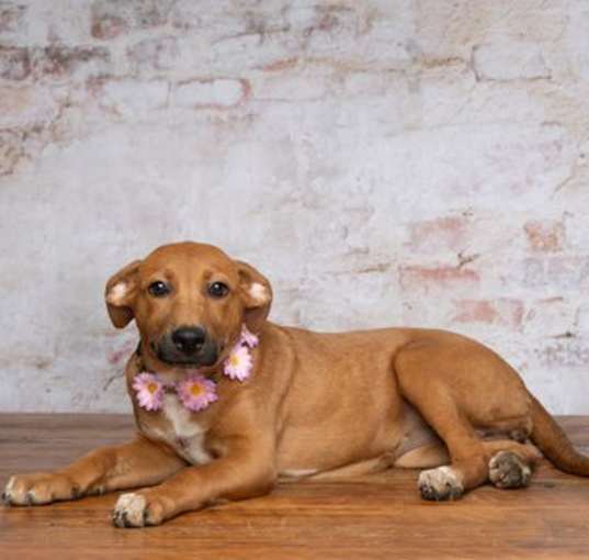 Photo of Cheyenne