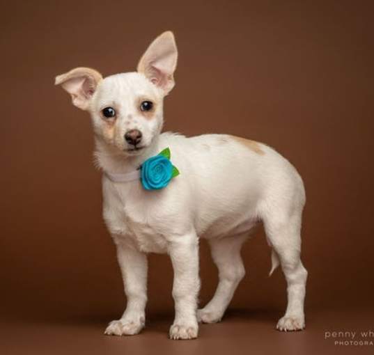 Photo of Roxy