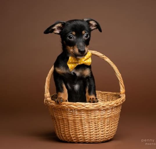Photo of Chase