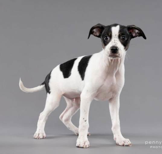 Photo of Blackie