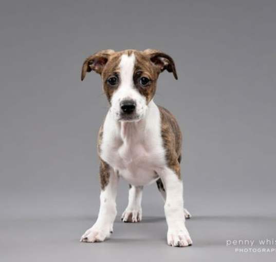 Photo of Brownie