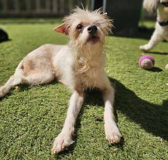 Photo of Little Rascal