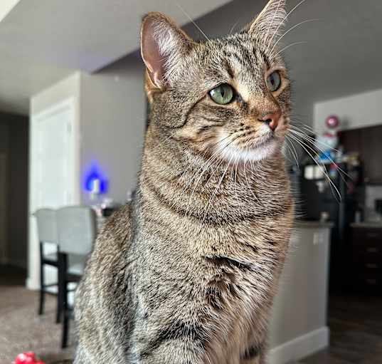 Photo of Cappuccino