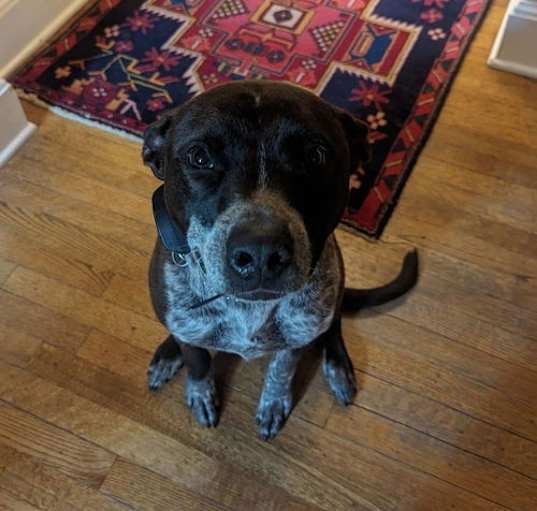 Photo of Marley