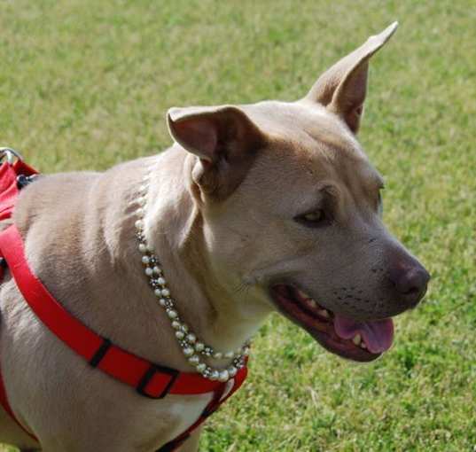 Photo of Xena