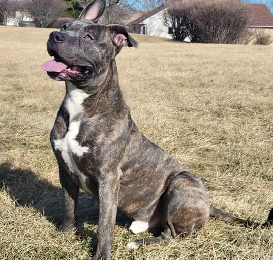 Photo of Lenyn (Lenny) (URGENT)