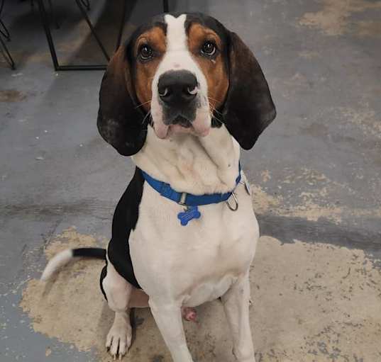 Photo of Moose