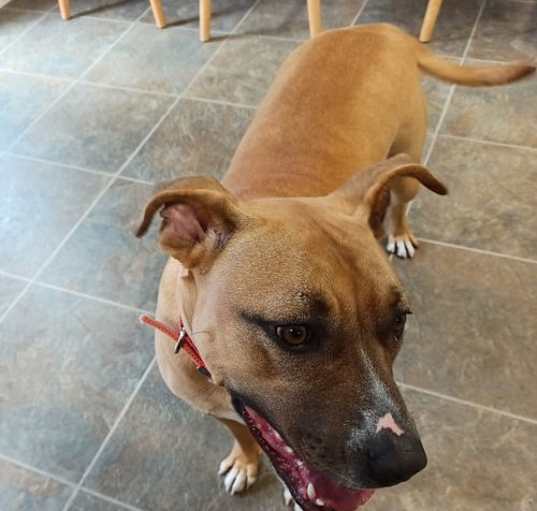 Photo of Piper