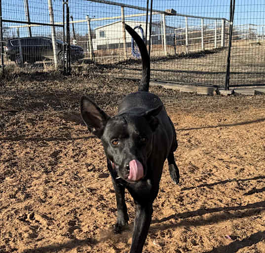 Photo of Buddy