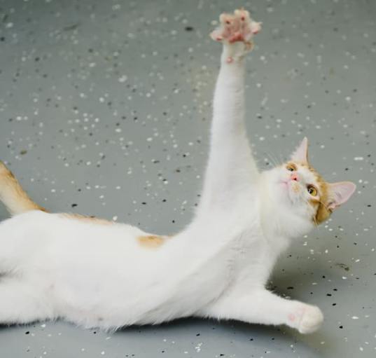Photo of Marshmallow