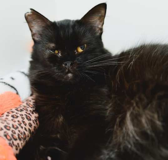 Photo of Ivy