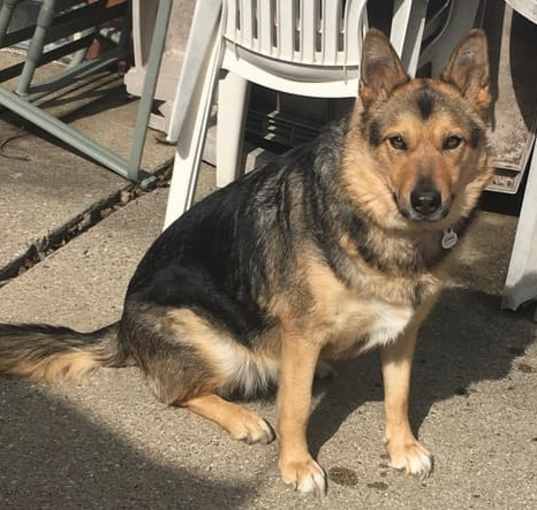 Photo of Olive