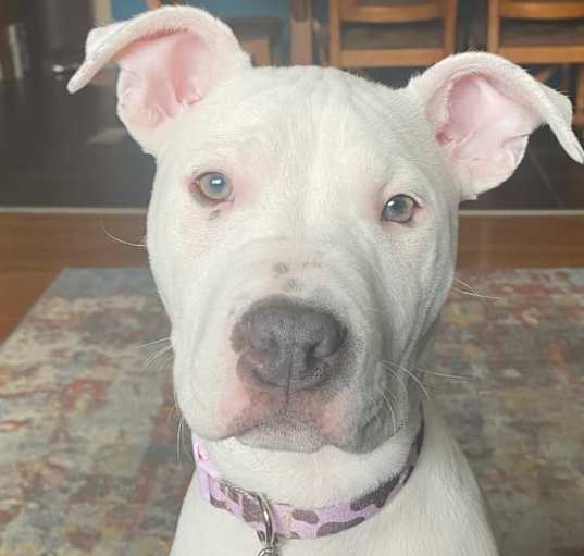 Photo of Sapphire