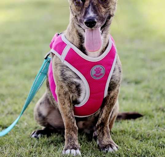 Photo of Dolly