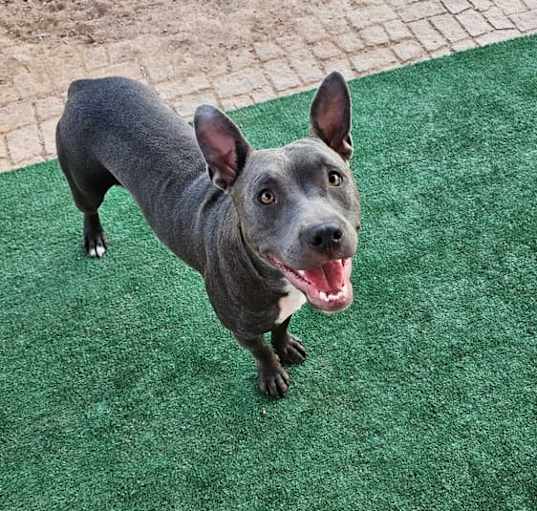 Photo of Blueberry